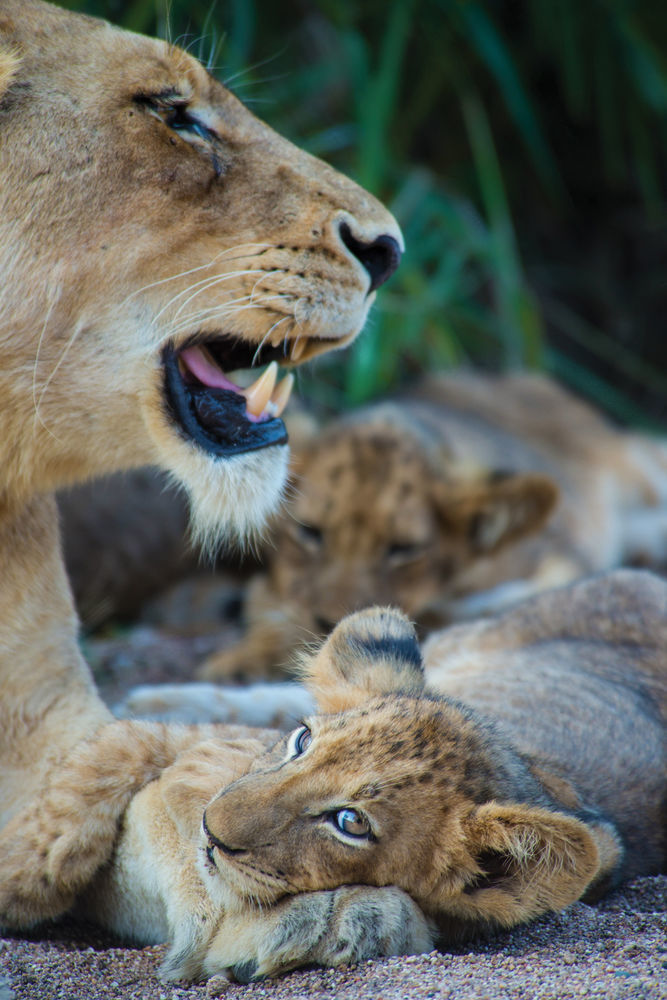 Lion Sands River Lodge Sabie Park Exterior photo