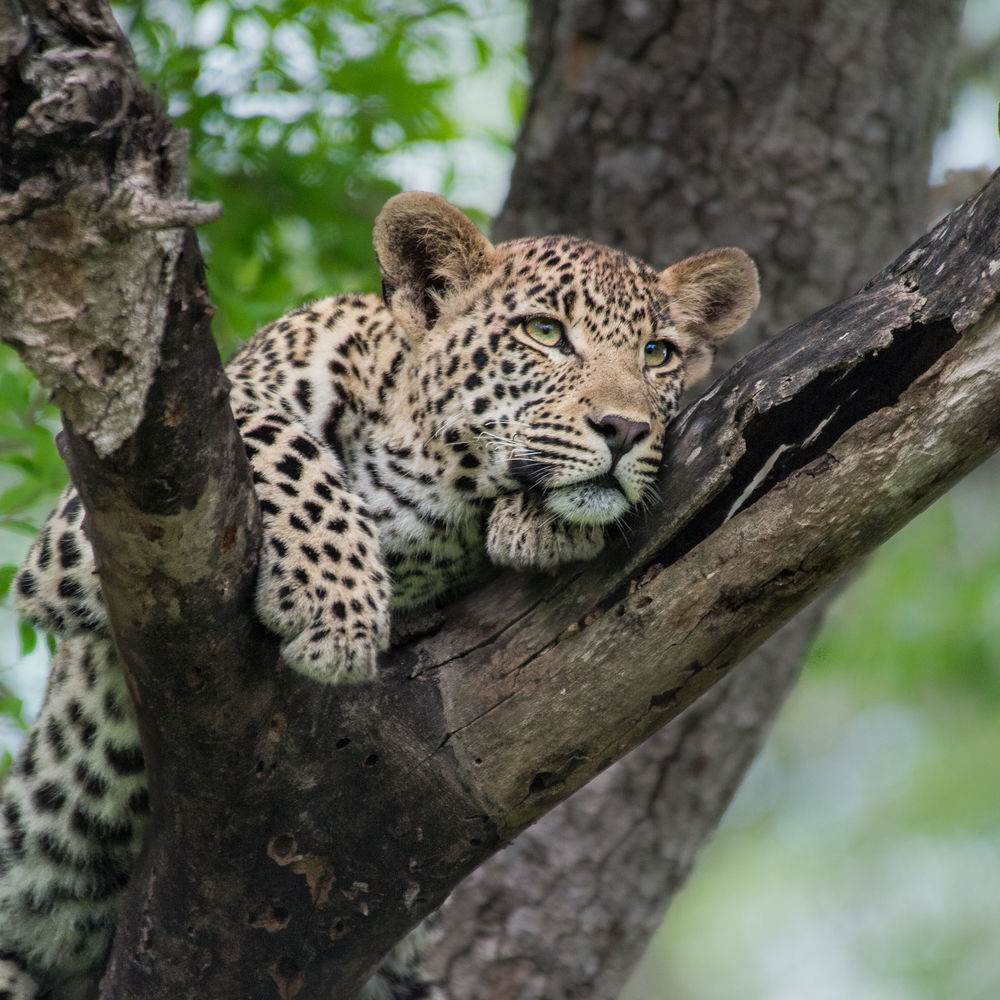 Lion Sands River Lodge Sabie Park Exterior photo